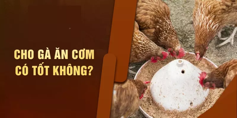 Thực phẩm có thể trộn cùng cơm cho gà ăn